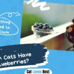 Can cats have blueberries