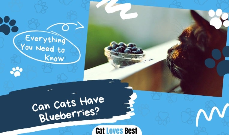 Can cats have blueberries
