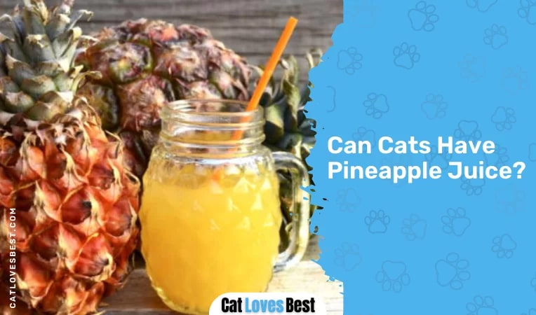 Can Cats Have Pineapple Juice