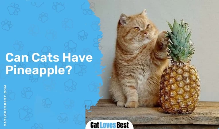 Can Cats Have Pineapple
