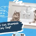 Can I Use Cat Shampoo on My Dog
