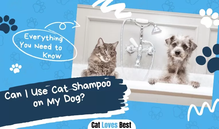 Can I Use Cat Shampoo on My Dog?