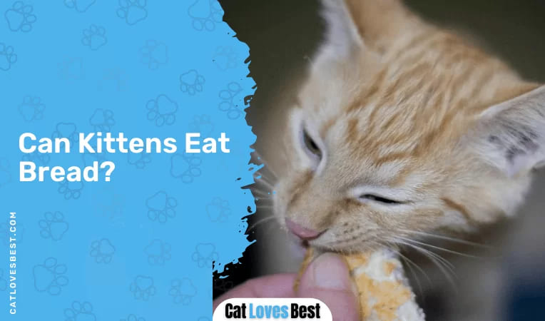 Can Kittens Eat Bread