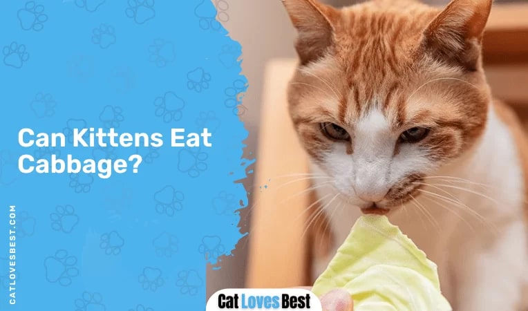 Can Kittens Eat Cabbage