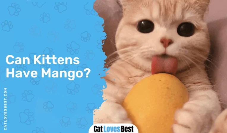 Can Kittens Have Mango