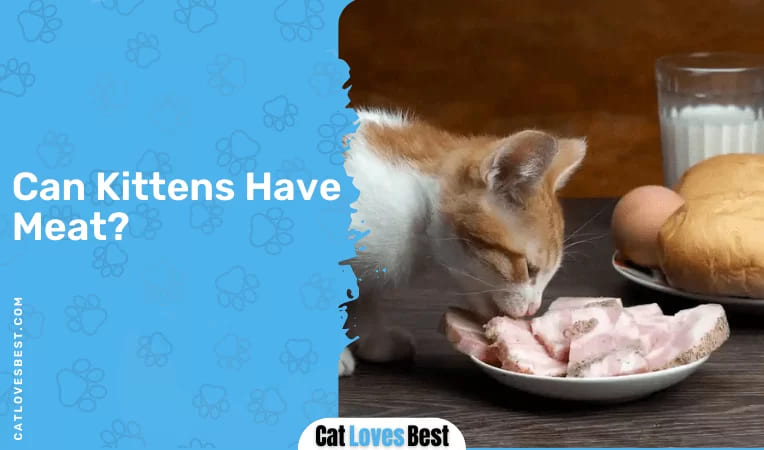 Can Kittens Have Meat