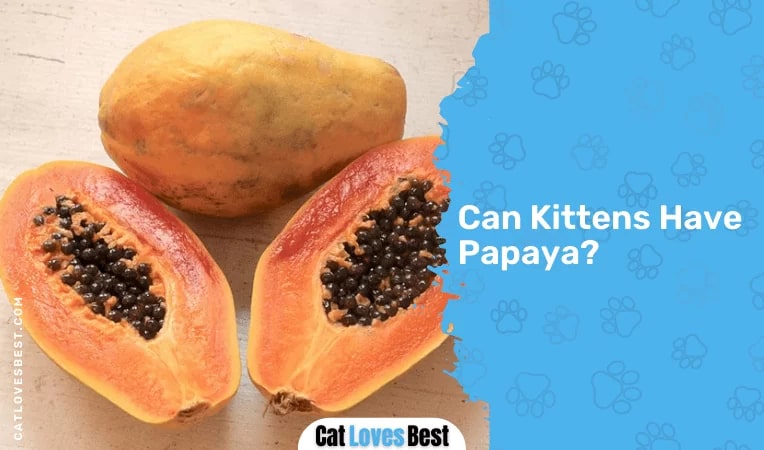 Can Kittens Have Papaya