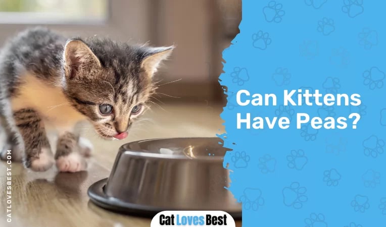 Can Kittens Have Peas
