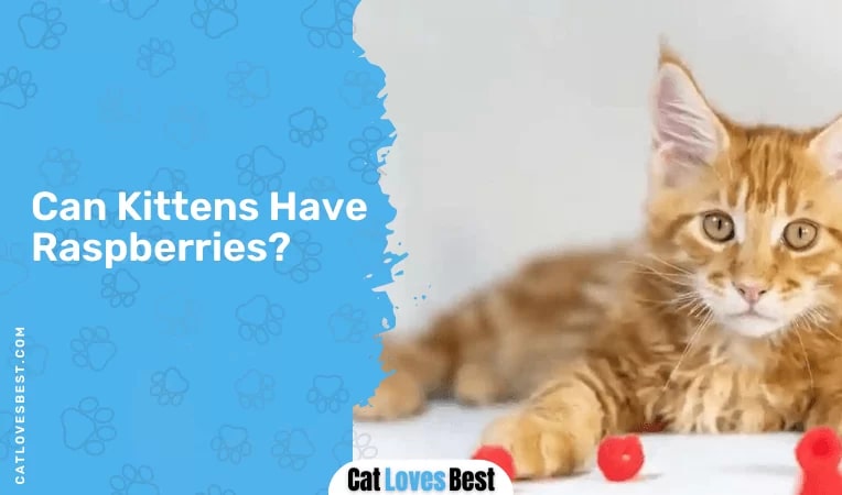 Can Kittens Have Raspberries