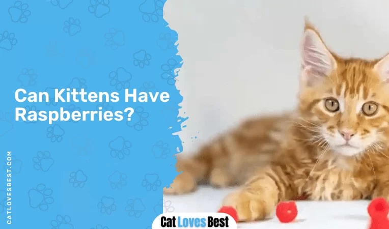 Can Kittens Have Raspberries