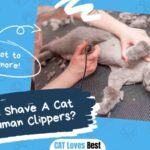 Can You Shave A Cat With Human Clippers