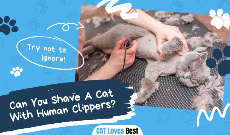 Can You Shave A Cat With Human Clippers