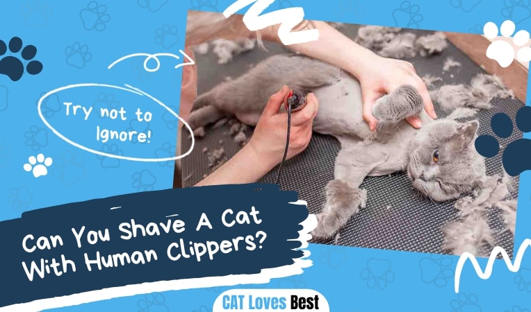 Can You Shave A Cat With Human Clippers