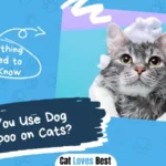 Can You Use Dog Shampoo on Cats