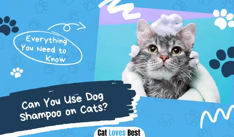 Can You Use Dog Shampoo on Cats