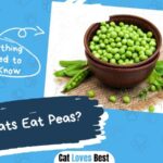 Can Cat Eat Peas
