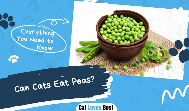Can Cat Eat Peas