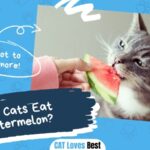 Can cats eats watermelon