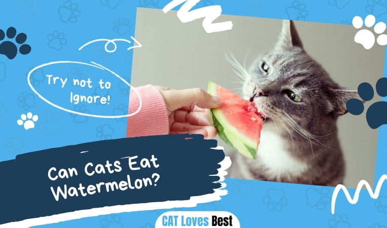 Can cats eats watermelon