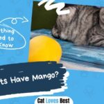 Can Cats Have Mango