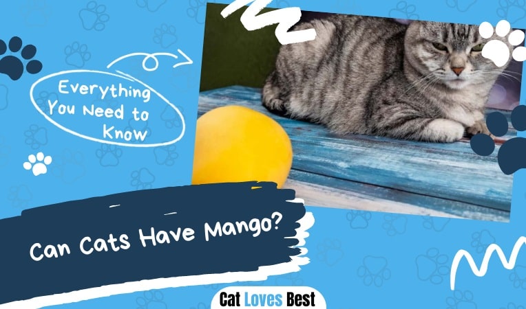 Can Cats Have Mango