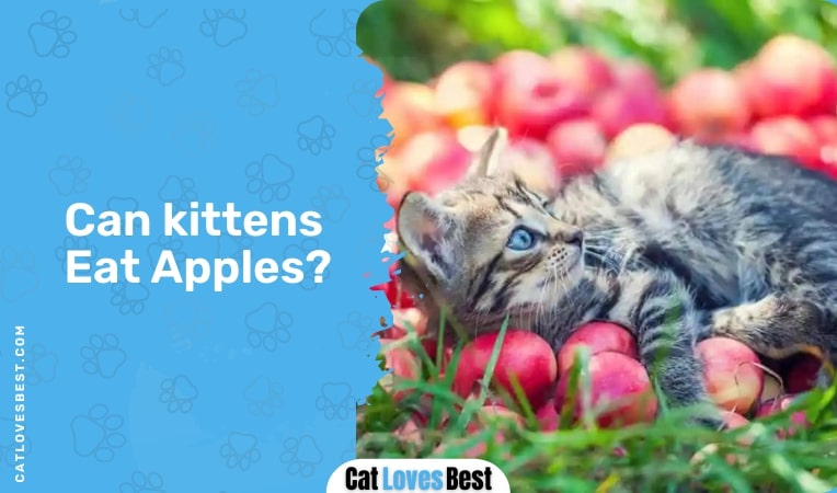 Can kittens Eat Apples