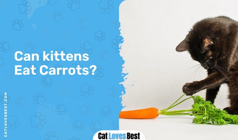 Can kittens Eat Carrots