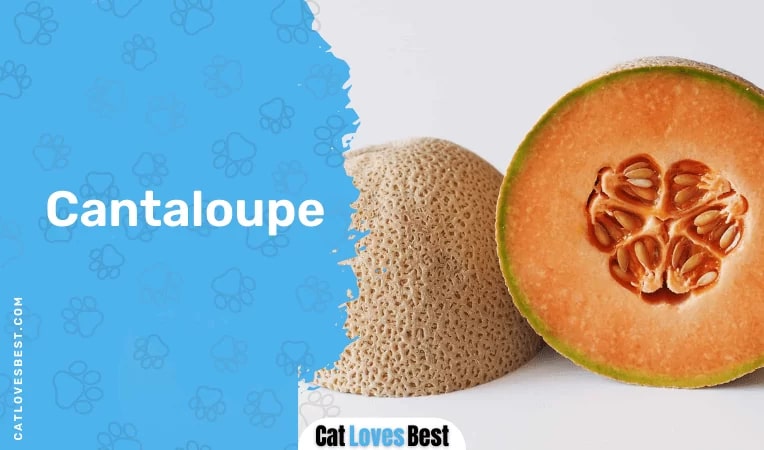  Cantaloupe