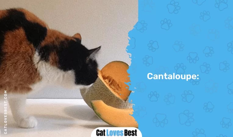 Cantaloupe