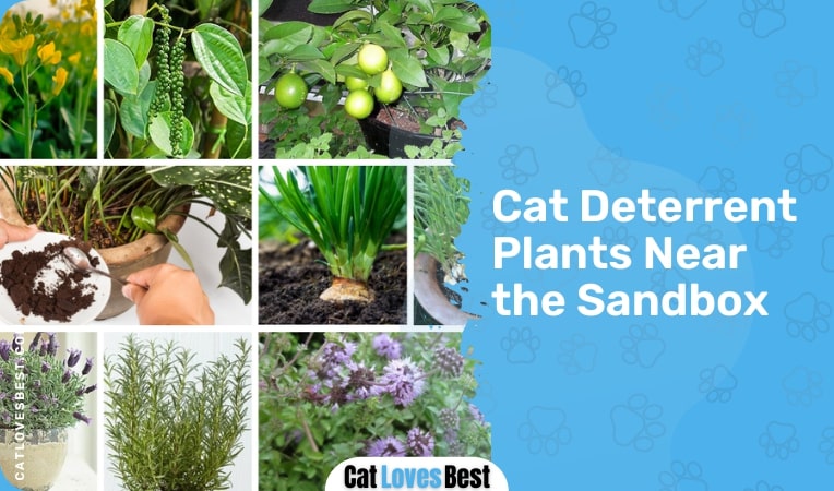 Cat Deterrent Plants Near the