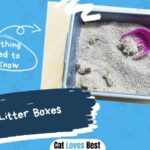 types of cat litter box