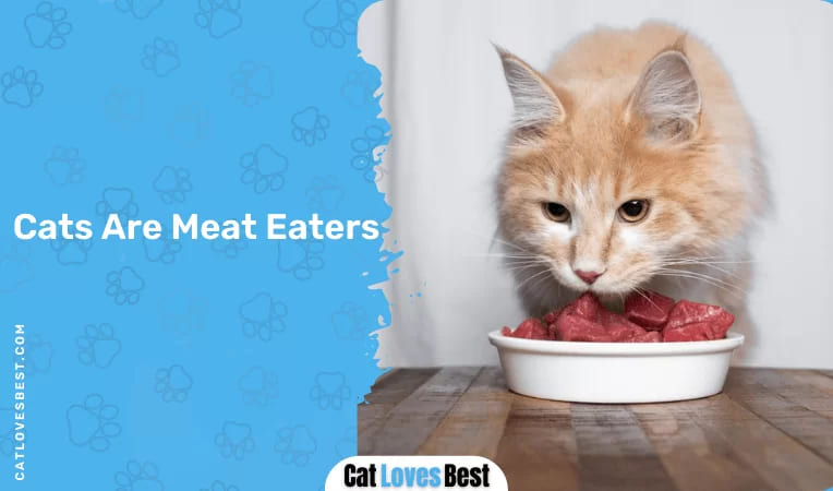 Cats Are Meat Eaters