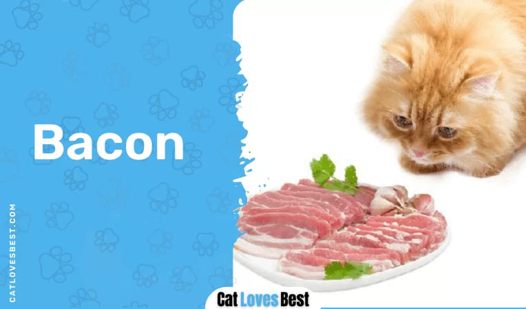 Cats & Bacon