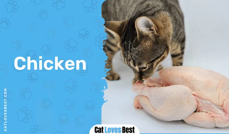 Cats & Chicken