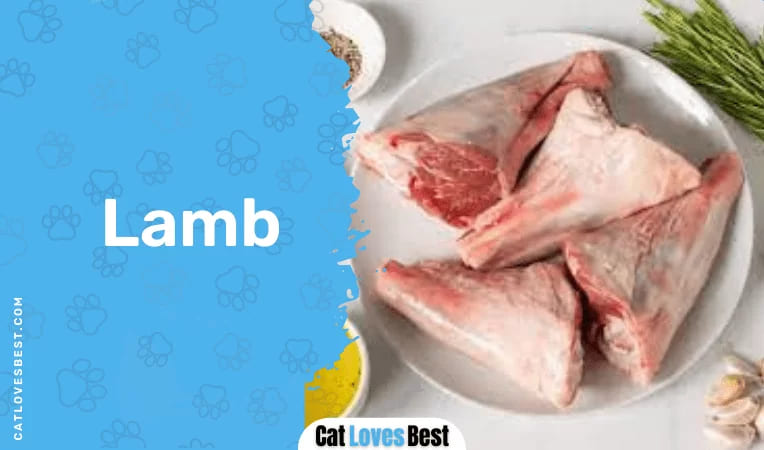 Cats & Lamb