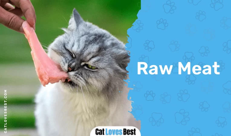 Cats & Raw Meat