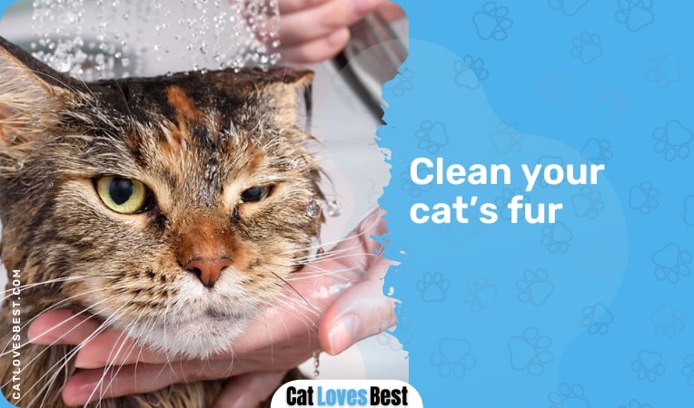 Clean your cats fur