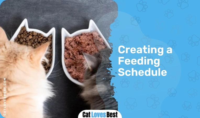 Creating a Feeding Schedule