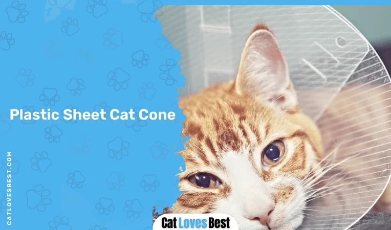  DIY Plastic Sheet Cat Cone