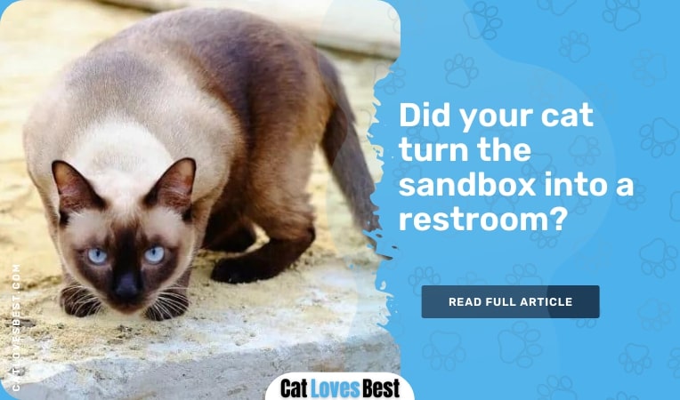 Did your cat turn the sandbox into a restroom