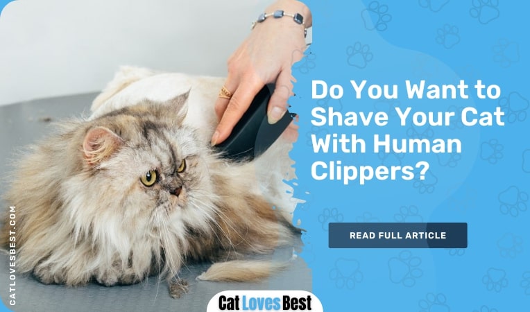 Do You Want to Shave Your Cat With Human Clippers