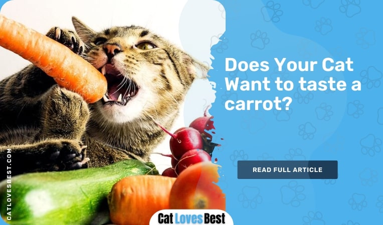 Does Your Cat Want to taste a carrot