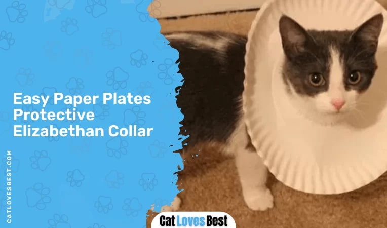 Easy Paper Plates Protective Elizabethan Collar