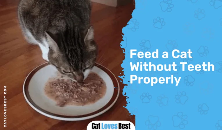  Feed a Cat Without Teeth Properly