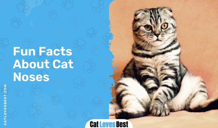 Fun Facts About Cat Noses