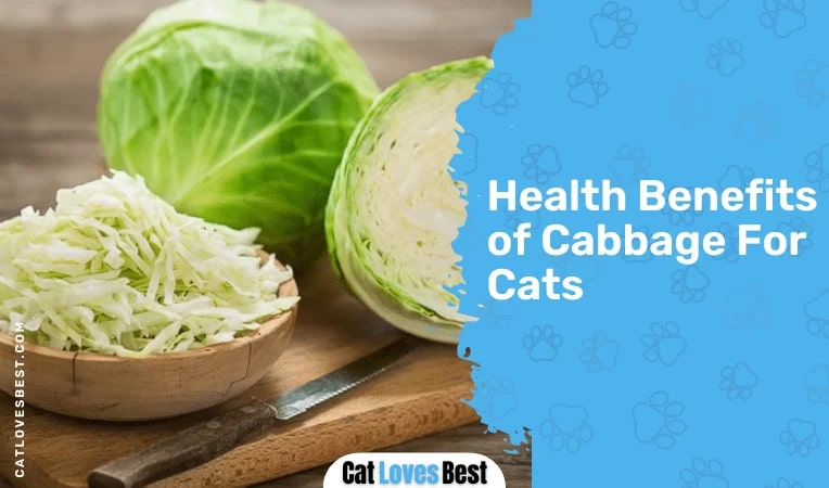 Health Benefits of Cabbage For Cats