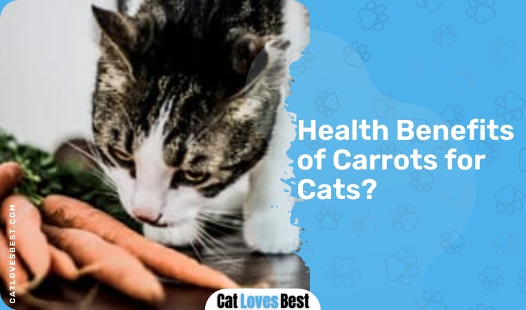 Health Benefits of Carrots for Cats