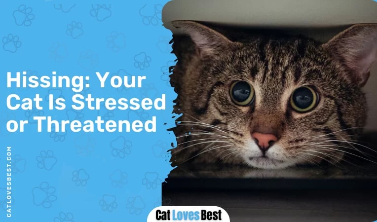 Hissing Your Cat Is Stressed or Threatened