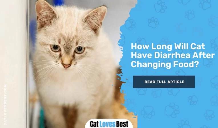 How Long Will Cat Have Diarrhea After Changing Food