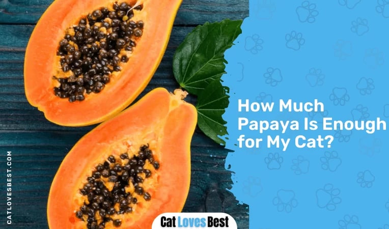 How Much Papaya Is Enough for My Cat
